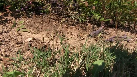 Frantic Ants Stock Footage 95959408