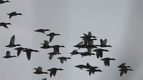 The frantic escape of a flock of ducks, HD Stock Footage 169098606