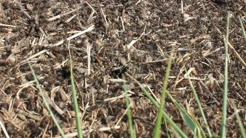 Frantic movement of ants in the anthill Stock Footage 238760964