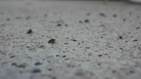 The frantic movement of flying ants Stock Footage 247470215