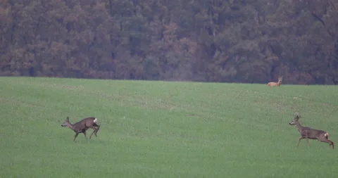 The frantic run of the deer , 4K slow motion Stock Footage 166230441