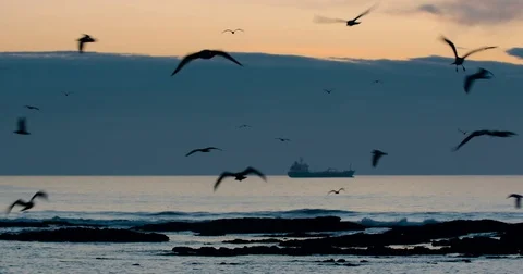 Frantic seaguls on sunset Stock Footage