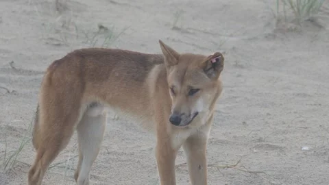 Fraser Island Dingo 13 Stock Footage 271226697