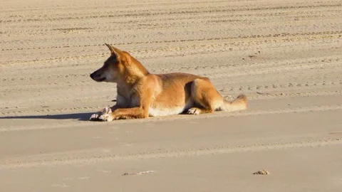 Fraser Island Dingo 2 Video stock 147895198