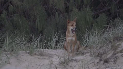 Fraser Island Dingo 2 Stock Footage 271227137
