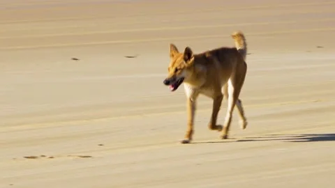 Fraser Island Dingo 3 Stock Footage 147895271