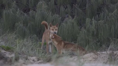 Fraser Island Dingo 3 Stock Footage 271226538