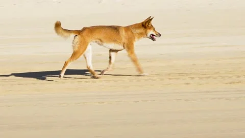Fraser Island Dingo 4 Stock Footage 147895277