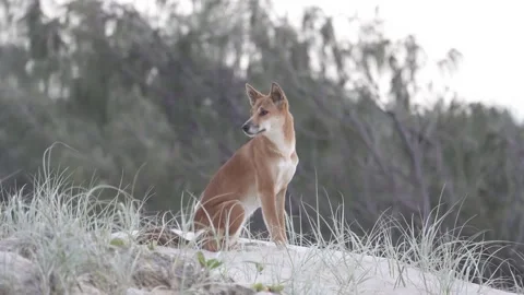 Fraser Island Dingo 4 Stock Footage 271226486