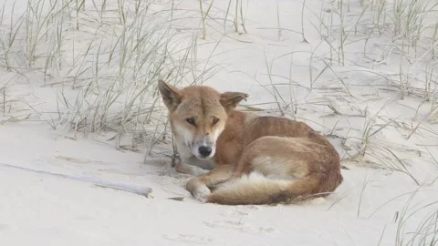 Fraser Island Dingo 7 Stock Footage 271226030