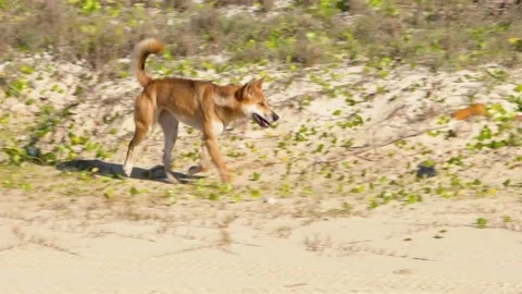 Fraser Island Dingo 8 Stock Footage 147894652