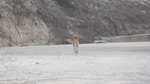 Fraser Island Dingo 9 Stock Footage 271226543