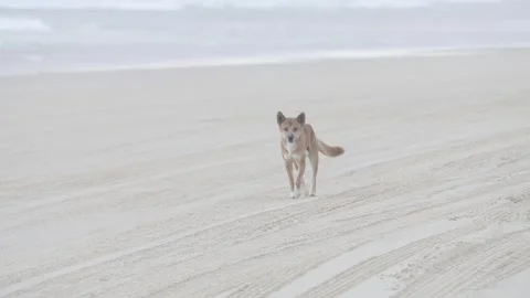 Fraser Island Dingo Stock Footage 271227119