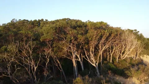 Fraser Island 库存影片 213096629