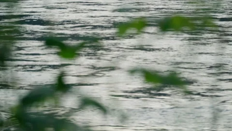 Fraser River Stock Footage 314077141