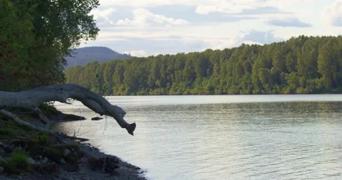 Fraser River with Log in Foreground 4K Stock Footage 160149298