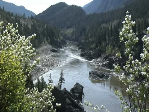 Fraser River Sisko Stock Footage 11060159