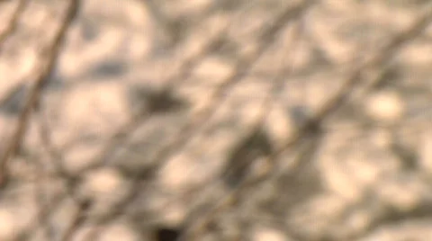 Fraser RiverSoftFocus branchFG Ice Stock Footage 345840