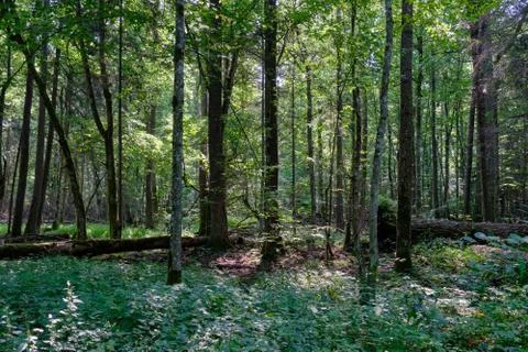 Frash alder tree mixed forest in summertime morning with sunlight entering, B Stock Photos