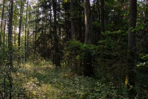 Frash Alder tree mixed forest in summertime morning with sunlight entering, B Stock Photos