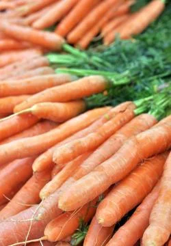 Frash carrots Stock Photos