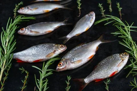 Frash raw river fish on black metal background with herbs and pieces of ice. Stock-Fotos