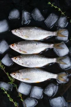 Frash raw river fish on black metal background with herbs and pieces of ice. Stock Photos