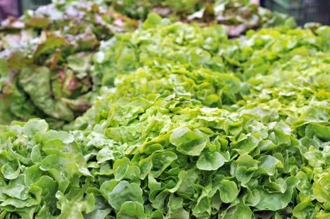 Frash salad Stock Photos