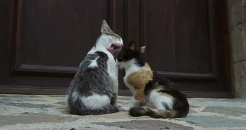 Fraternal love between kittens Stock Footage 123664020