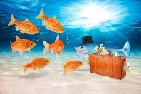Fraud fish concept Stock Photos