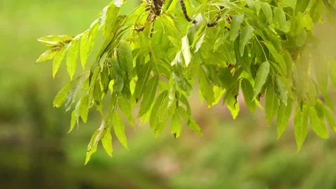 Fraxinus excelsior (Common, European or Black ash, Esche, Ask, Sourwood) is f Stock Footage 165169902