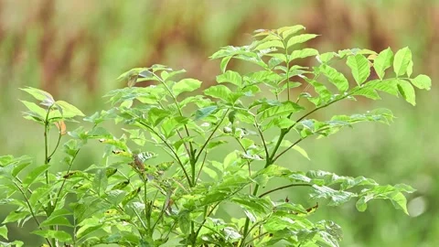 Fraxinus excelsior, known as ash, or European ash or common ash to distinguis Stock Footage 192451219