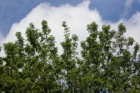 Fraxinus griffithii tree Stock Photos