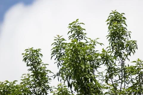 Fraxinus griffithii tree Stock Photos