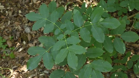 Fraxinus ornus 002 Stock Footage 310164566