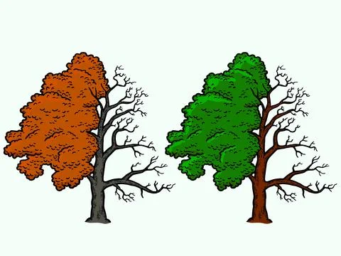 Fraxinus, tree is half bald, colored green and red . Engraving vector Stock Illustration