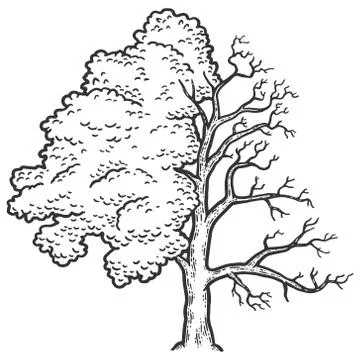 Fraxinus, tree is half bald. Engraving vector illustration. Sketch scratch board Illustrazione stock