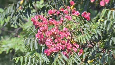 Fraxinus tree, Hubei Vídeo Stock 347332331