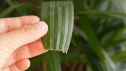 Frayed tips of the leaves of rhapis excelsa, broadleaf lady palm, bamboo palm Stock Footage 115159284