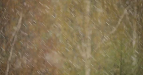 Freak summer snowstorm blankets green-leafed trees in heavy snow Video stock 308451237