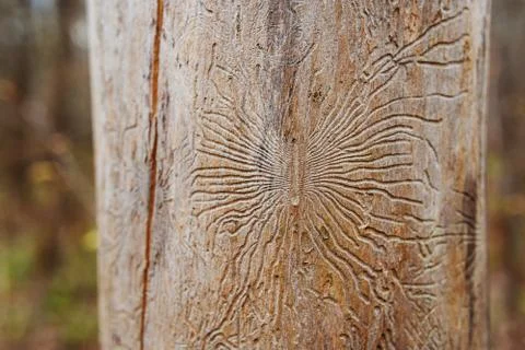 Freakish traces of bug bark beetle into tree. Dried tree in forest without ba Foto stock