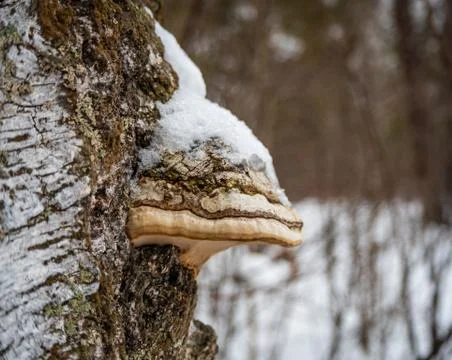 Freakish views of a birch tree trunk from a snow-covered winter forest in Rus Stock Photos