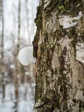 Freakish views of a birch tree trunk from a snow-covered winter forest in Rus Stock Photos