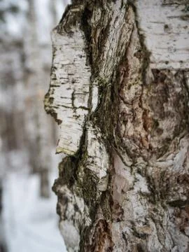 Freakish views of a birch tree trunk from a snow-covered winter forest in Rus Stock Photos