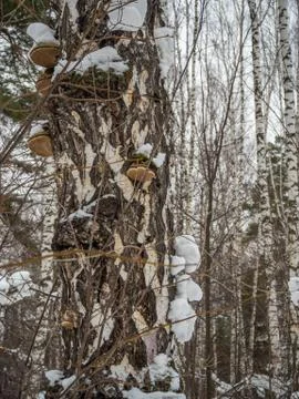 Freakish views of a birch tree trunk from a snow-covered winter forest in Rus Stock Photos
