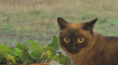 Freaky Siamese by Houseplant in Window Stock Footage 8683340