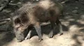 Freaky wild boar close up under tree shadow at a sunny day HD Footage
