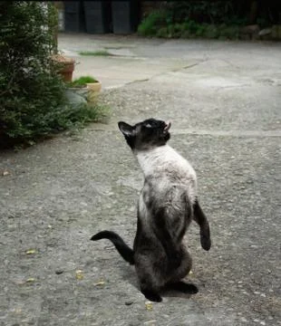 Freche Siam KAtze Stock Photos