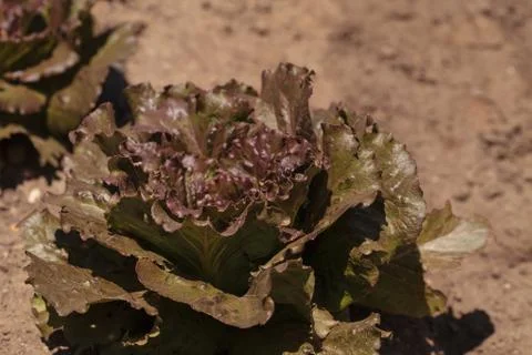 Freckle lettuce grows on a small organic farm Stock-Fotos