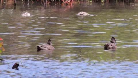 Freckled Ducks Stock Footage 70022384